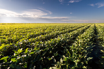 Open soybean field at sunset.