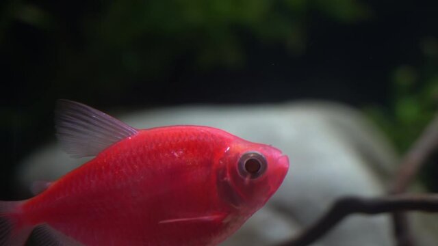 GloFish tetra seen in daylight.