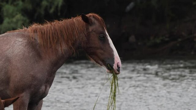 The horse rears its head up while eating in a river in the Sonoran desert.
