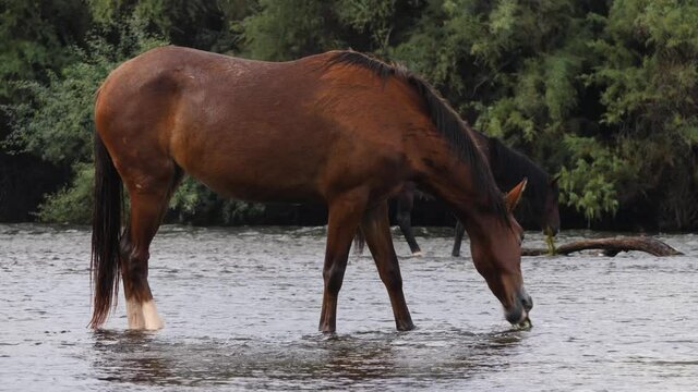 Full fixed shot of wild horses eating in a flowing river with mesquite trees behind them