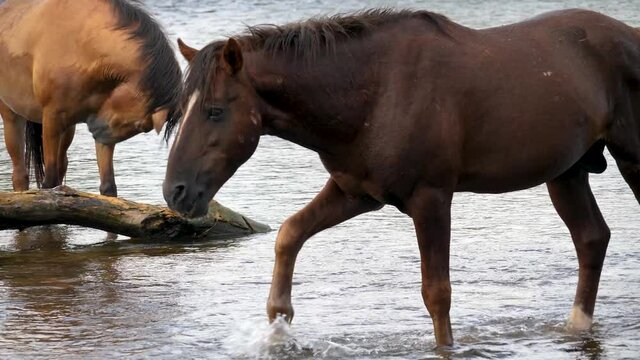 A wild horse walks through its herd while eating in a flowing river.