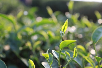 Green tea leaves in a tea plantation Closeup, Top of Green tea leaf in the morning