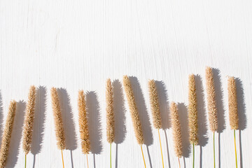 white background. dried flowers. the shade of dry grass.
