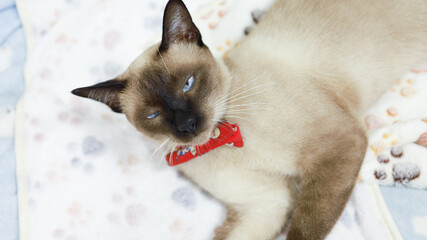 Brown beige cat. Siamese cat resting