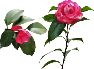 Fototapeta premium bright pink rose two flowers isolated on white