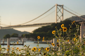 関門橋とひまわりのある風景