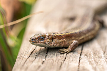 the lizard's head looks into the frame