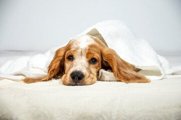 A Russian spaniel puppy is covered with a white blanket. The red-white dog wants to sleep. Home pet.