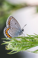 a butterfly sits on a branch of grass macrophotography