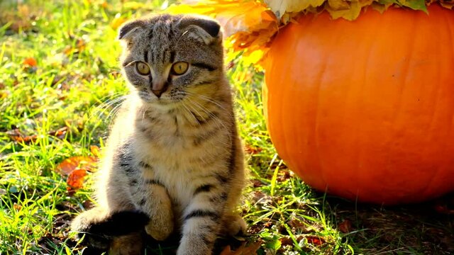 Autumn season.Scottish gray tabby cat and pumpkin in the autumn sunny garden.Autumn mood.Halloween and Thanksgiving. 