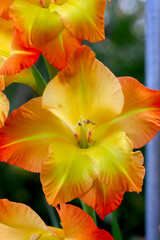 Fototapeta na wymiar large varietal gladioli of yellow color are located on the side of the background bokeh