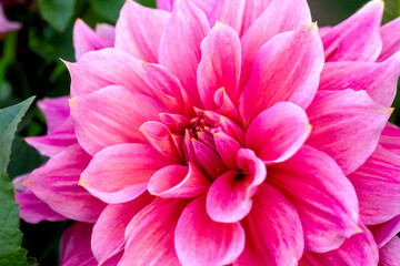 large pink dahlias bloom in the garden close-up