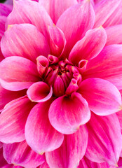 Fototapeta na wymiar large pink dahlias bloom in the garden close-up