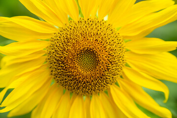 Sunflower close-up shot
