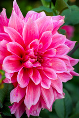 large pink dahlias bloom in the garden close-up