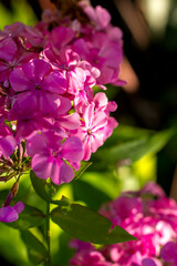 bright pink phlox flowers in the garden beautiful bokeh in sunlight close up