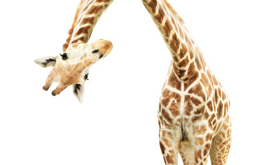 Giraffe face head hanging upside down - obrazy, fototapety, plakaty