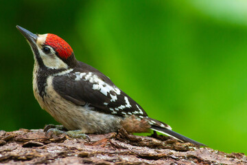 spotted woodpecker looking for insekts