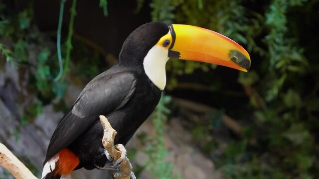 Exotic toco toucan bird in a natural setting and looking while sitting on a dry tree branch