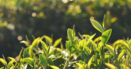 Fresh Green tea tree leaves in eco herbal farm. Tree tea plantations in morning sun light. Freshness herbal green natural garden farmland. Drinking organic relax heath plant. Green tea tree in farm