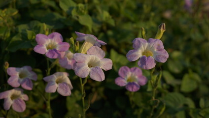 flowers in summer