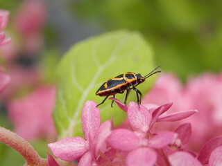 アジサイの花の上を歩くナガメ