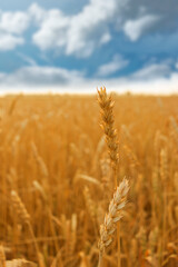 Wheat ears, golden wheat field and blue sky. Summer landscape.