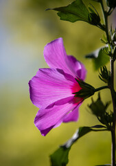 Fototapeta na wymiar a close-up with a Hibiscus syriacus flower