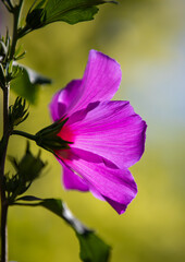 Fototapeta na wymiar a close-up with a Hibiscus syriacus flower