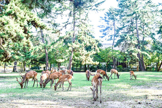 奈良公園の鹿 © 研二 樽井