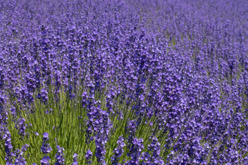 lavenders in Furano, Hokkaido