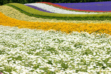 lavenders in Furano, Hokkaido