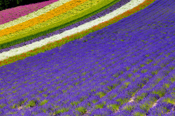 lavenders in Furano, Hokkaido