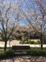 Cherry Blossom Bench