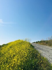 rapeseed country hill