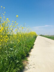 rapeseed country road