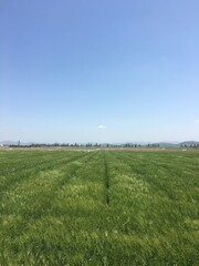 an early spring country road where barley grows