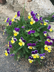 Spring flower pansy