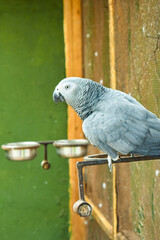 The parrot known as "Grey African Parrot". they are famous for their friendly behavior and they catches the words quickly. © Taher