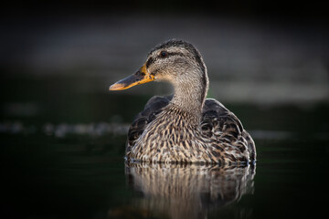 A female wild mallard duck, Anas platyrhynchos, as she sits on the water. The image was taken in the dark using flash lights. It is low level close up showing the reflections in the water