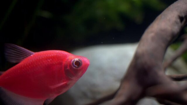 Tetra fish genetically modified for fluorescence, seen in daylight.
