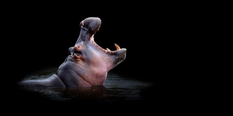 Close hippo portrait on black background - obrazy, fototapety, plakaty