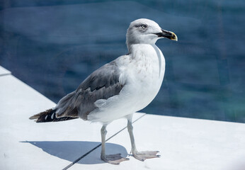 The portrait of a seagull