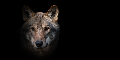 Close wolf portrait on black background