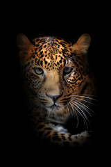 Fototapeta na wymiar Close Leopard portrait on black background