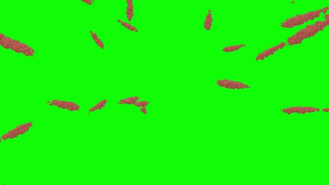 Pink Roses Forming Flying Into Green Screen Background Forming Love Heart. After Effects