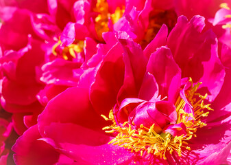 Soft focus, abstract floral background, pink red fiery peony petals. Macro flowers backdrop for holiday design