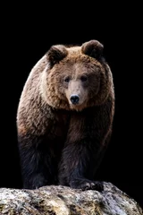 Foto op Plexiglas Close bear portrait on black background © byrdyak