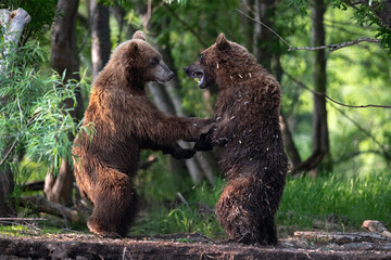 Two brown bears, standing on hind legs, fight in the summer forest. Kamchatka brown bear, Ursus...