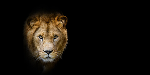 Close Lion portrait on black background
